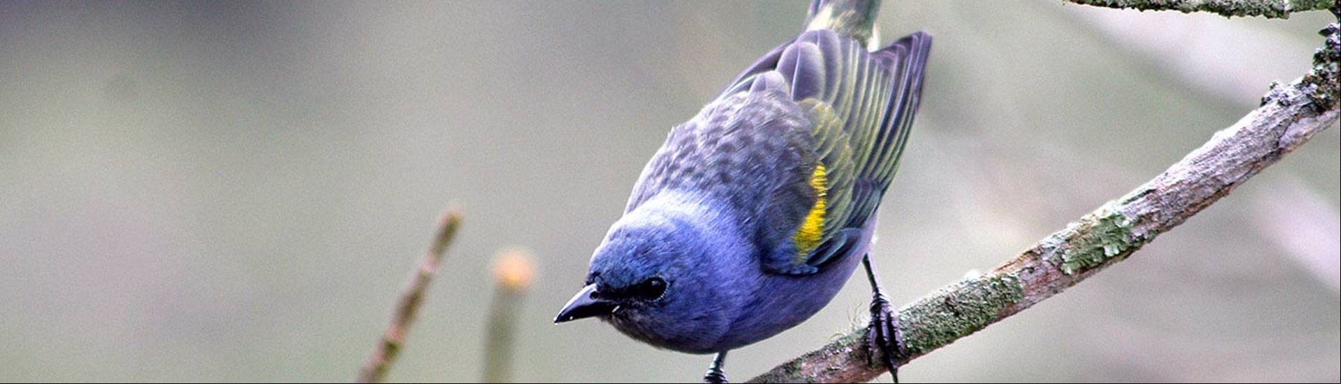 Sanhaçu-de-encontro-amarelo (Tangara ornata)