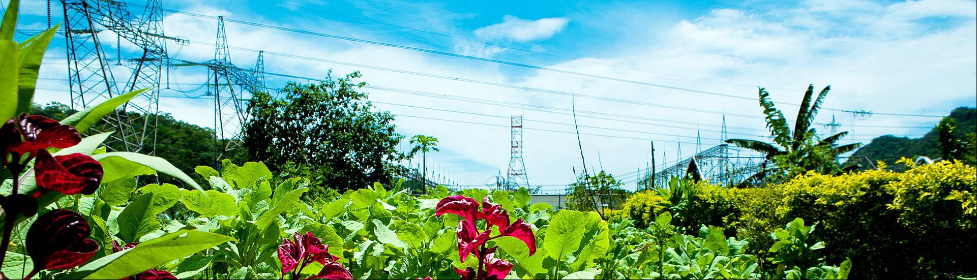 Horta comunitária da Subestação de Jacarepaguá